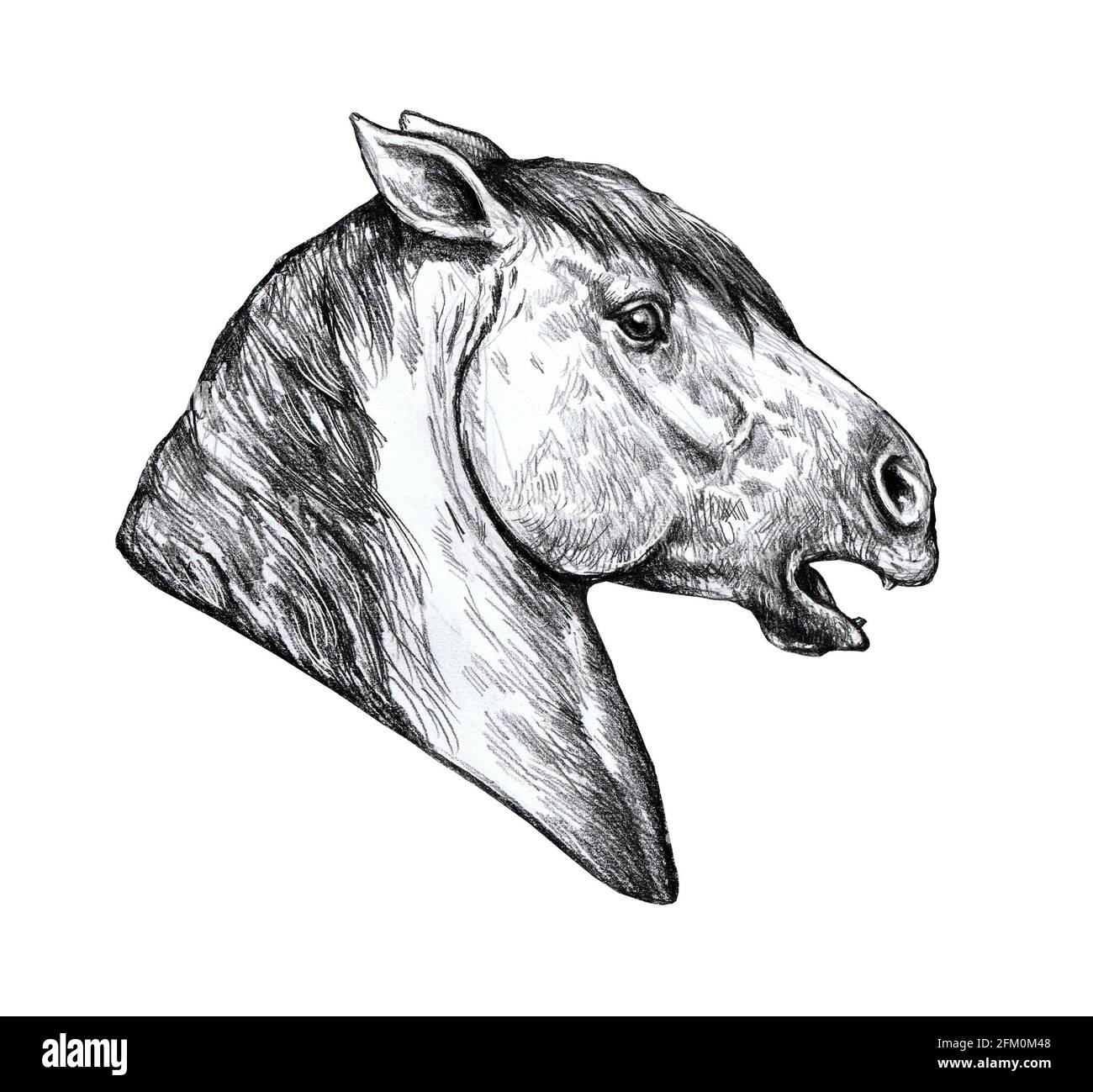 Dibujo de cabeza de caballo Imágenes recortadas de stock - Alamy