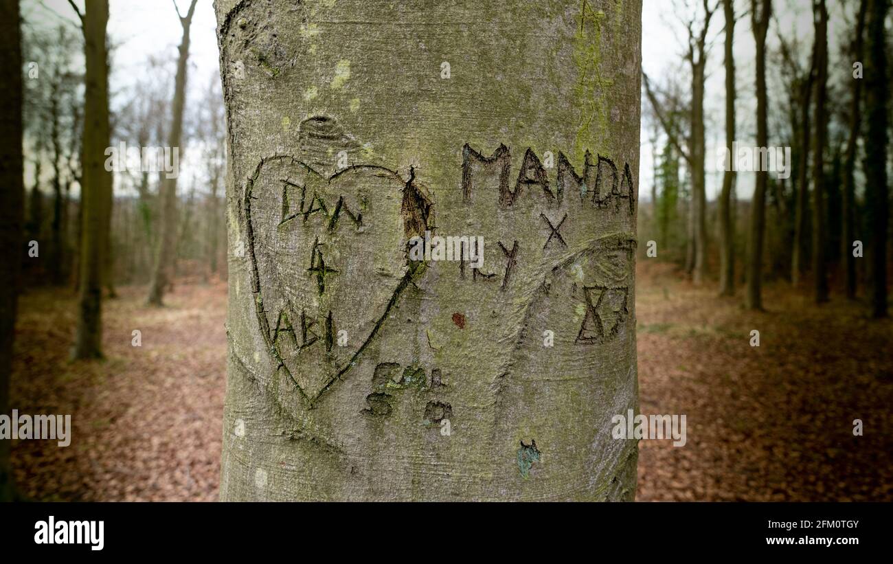 árboles de tronco blanco nombres fotografías e imágenes de alta