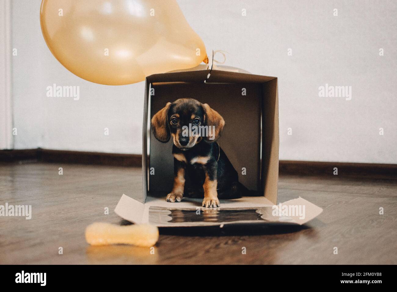 Lindo cachorro de dachshund con caja de regalo en la caja actual. El perrito  pequeño está sentado en una caja de cartón como regalo de cumpleaños  Fotografía de stock - Alamy