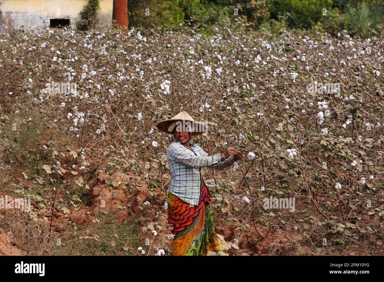 Mujer que trabaja en el campo del algodón en la aldea de Puliputti, Andhra Pradesh, India Foto de stock