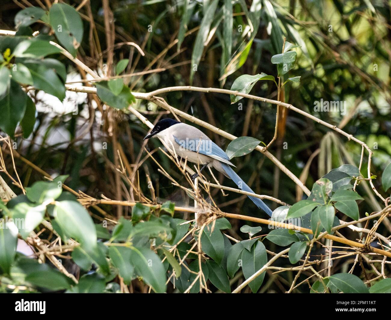 Magpie con alas de azure encaramado en las ramas de un árbol Foto de stock
