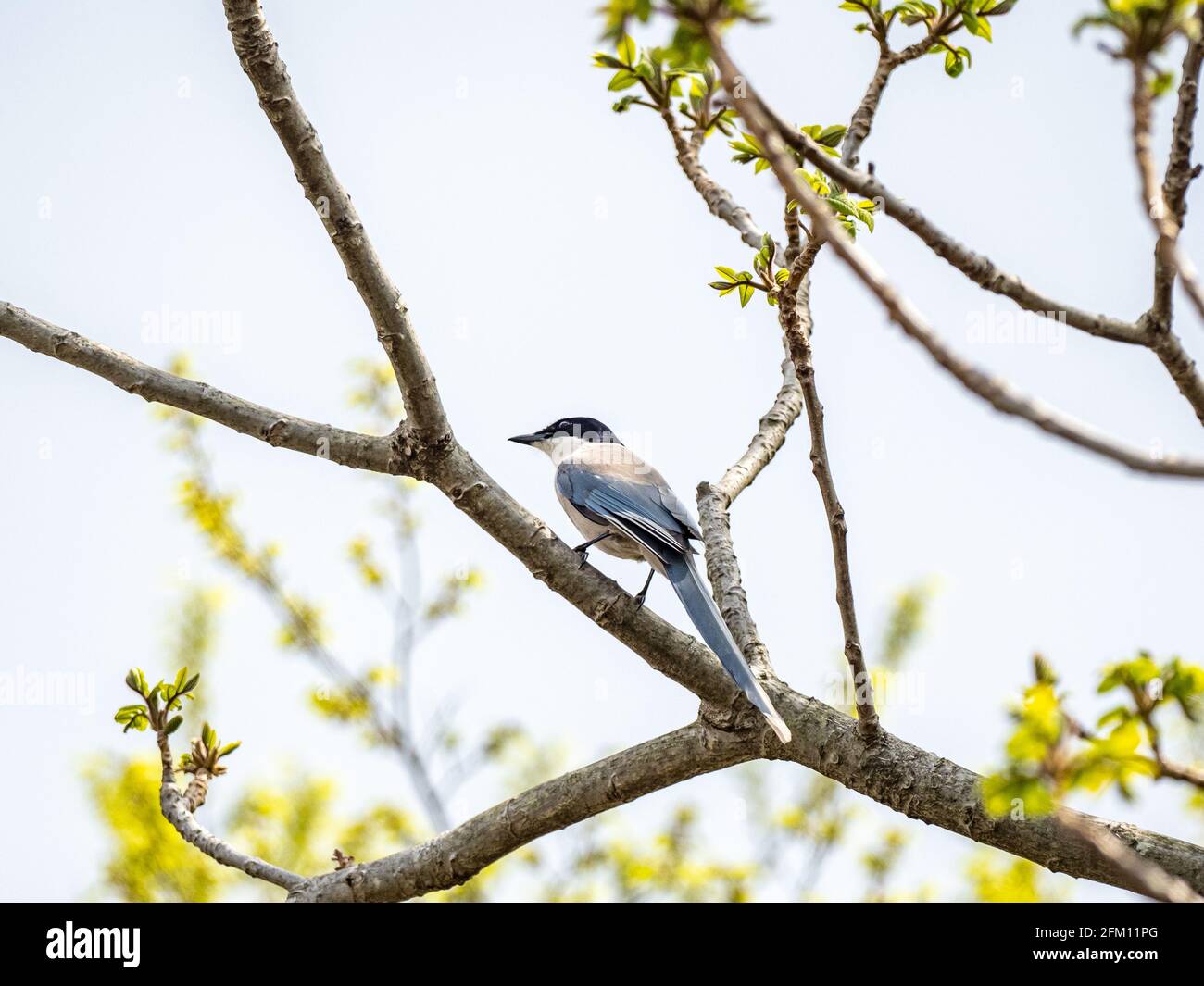 Magpie con alas de azure encaramado en una rama de árbol Foto de stock