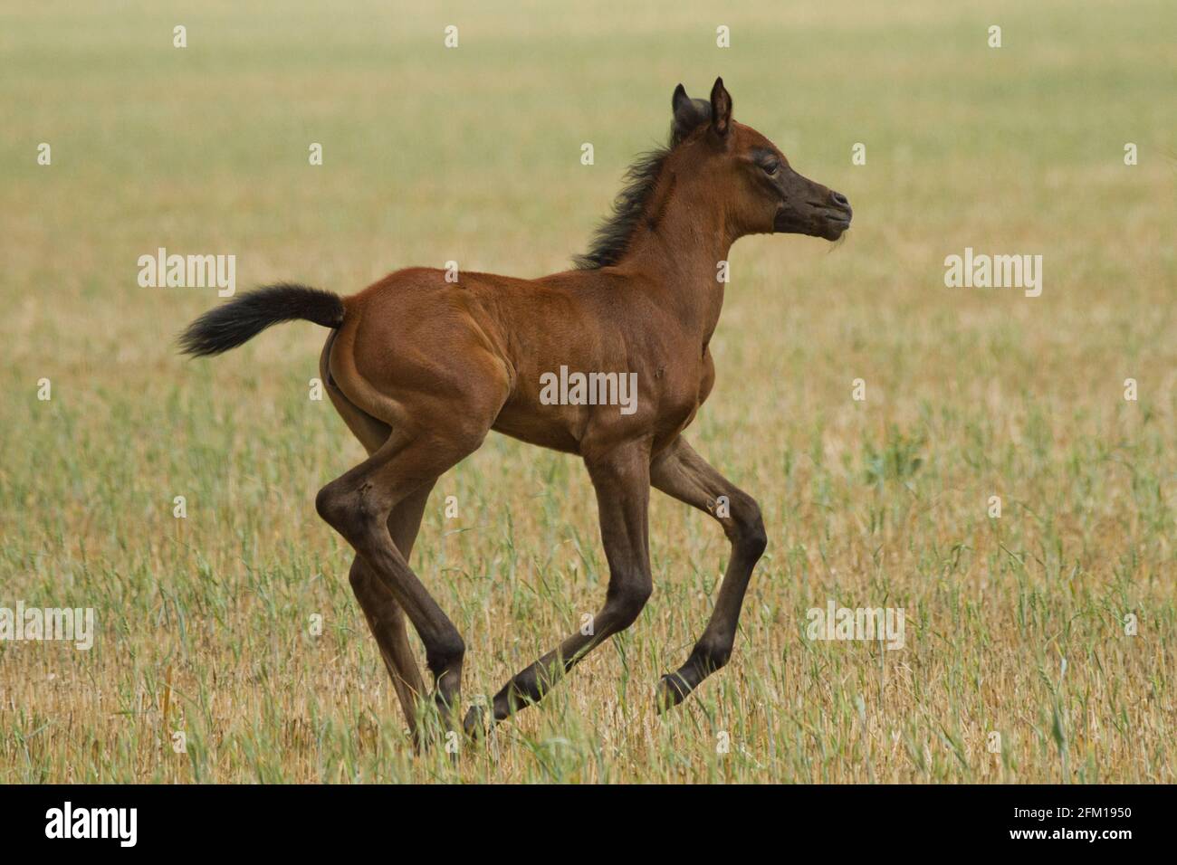 Castaño Arábigo Foal El caballo árabe o árabe es una raza de caballo que se originó en la Península Arábiga. Con una forma distintiva de la cabeza y una t alta Foto de stock