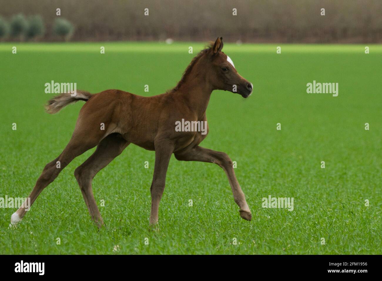Castaño Arábigo Foal El caballo árabe o árabe es una raza de caballo que se originó en la Península Arábiga. Con una forma distintiva de la cabeza y una t alta Foto de stock