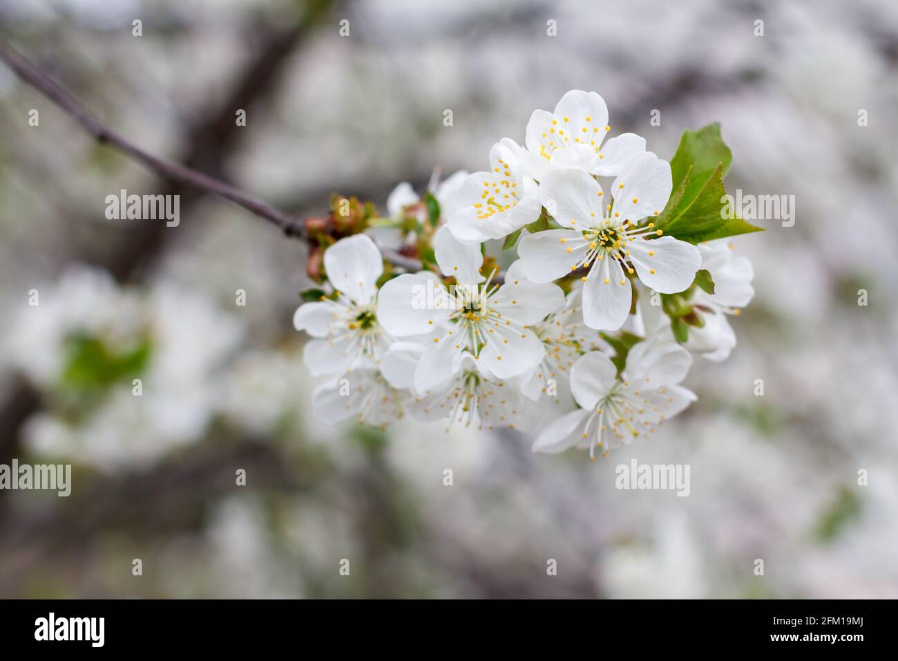 Hermosos Árboles De Cerezo Flor Plena Floración En La Primavera Temprana De  Primavera. Flor Rosa Sakura Sakura En El Jardín Japonés Con La Hierba Verde  . Fotos, retratos, imágenes y fotografía de