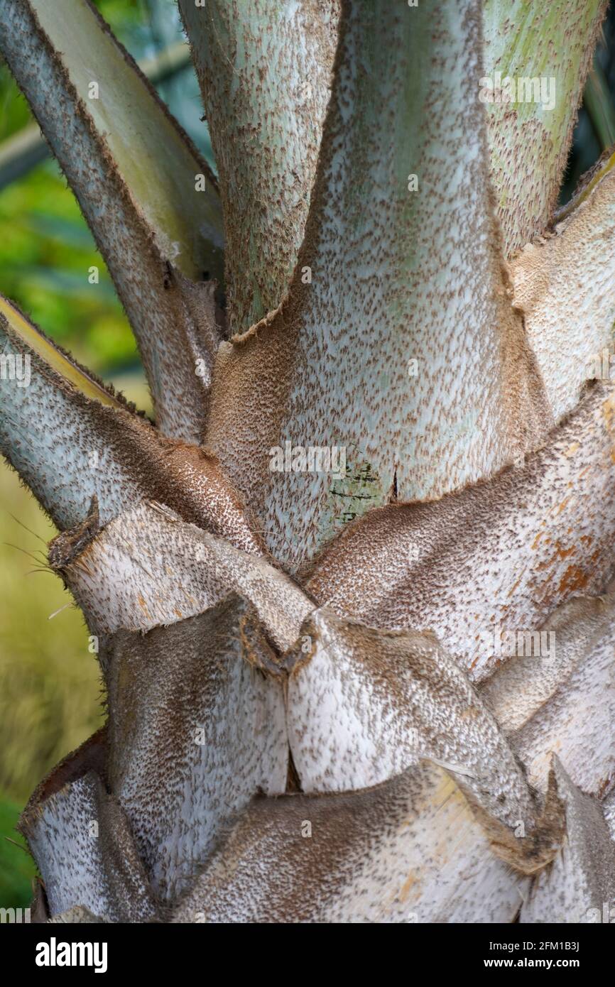 La hierba tropical planta el tronco suave y las hojas Foto de stock