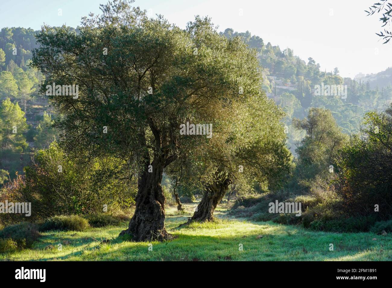El tronco de un olivo viejo fotografiado en Sataf, Jerusalén, Israel Foto de stock