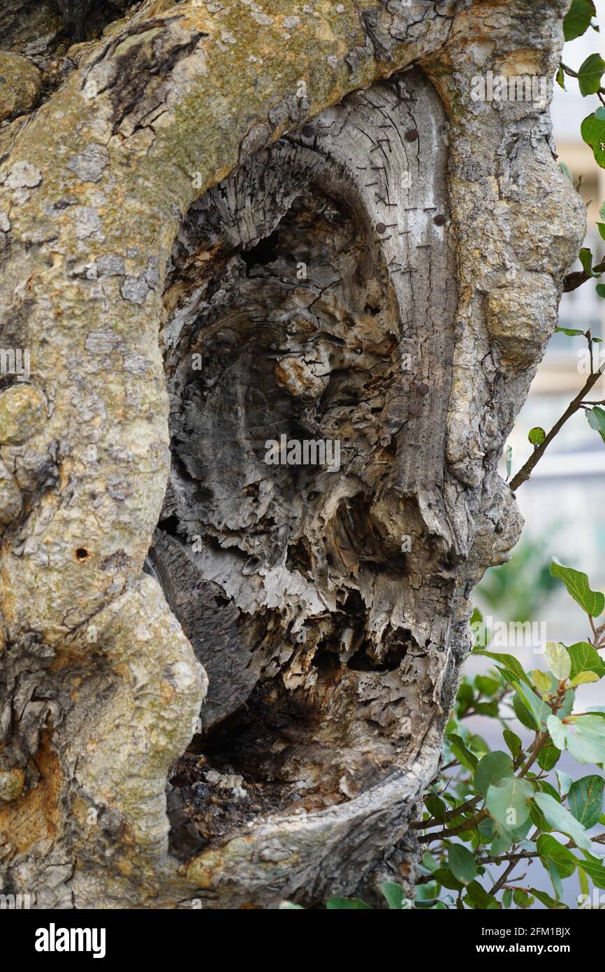 El rostro humano se ve en un tronco de árbol natural en crecimiento Pareidolia es la tendencia a la percepción incorrecta de un estímulo como un objeto, patrón o meanina Foto de stock