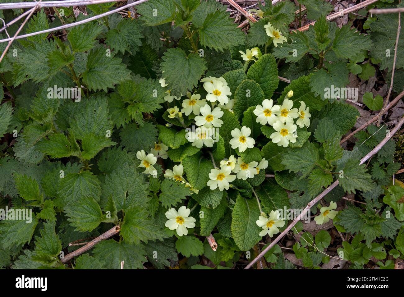 Prúla vulgaris, Reserva Natural de Gelting Birk, Bahía de Gelting, Schleswig-Holstein, Alemania Foto de stock