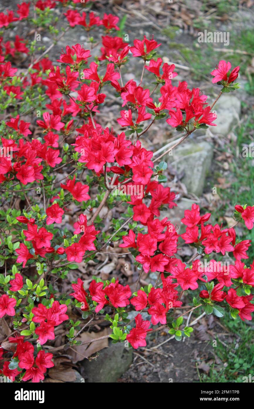 Un arbusto Azalea Rojo en primavera Fotografía de stock - Alamy