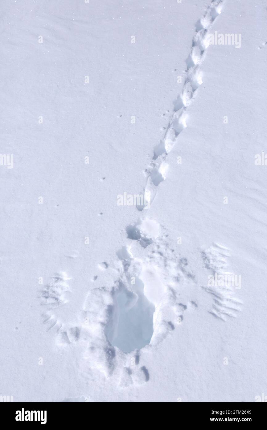 Roca ptarmigan (Lagopus muta / Lagopus mutus) pistas / huellas e impresiones de puntas de ala / puntas de ala de aves despegar en la nieve en invierno Foto de stock