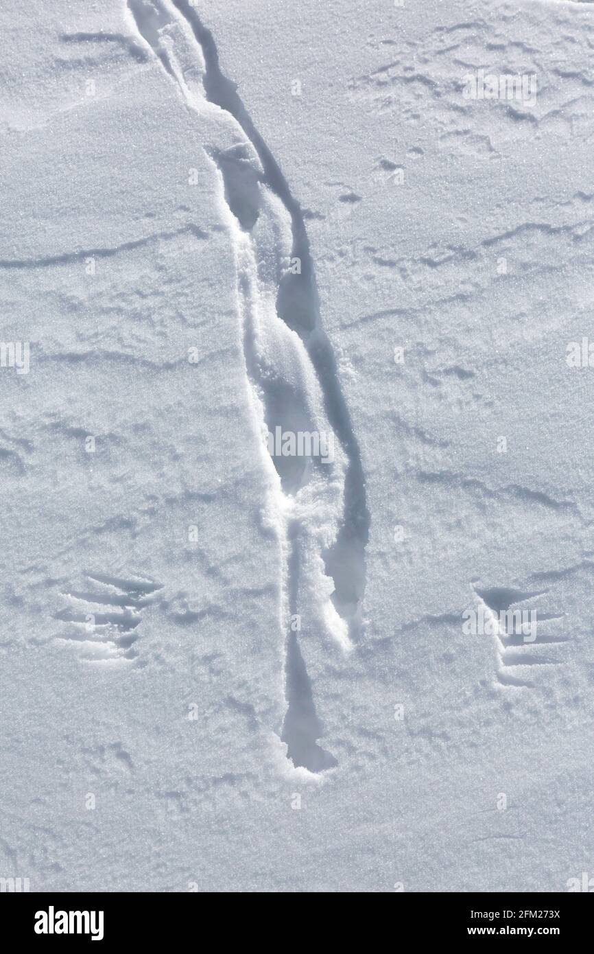 Roca ptarmigan (Lagopus muta / Lagopus mutus) pistas / huellas e impresiones de puntas de ala / puntas de ala de aves despegar en la nieve en invierno Foto de stock