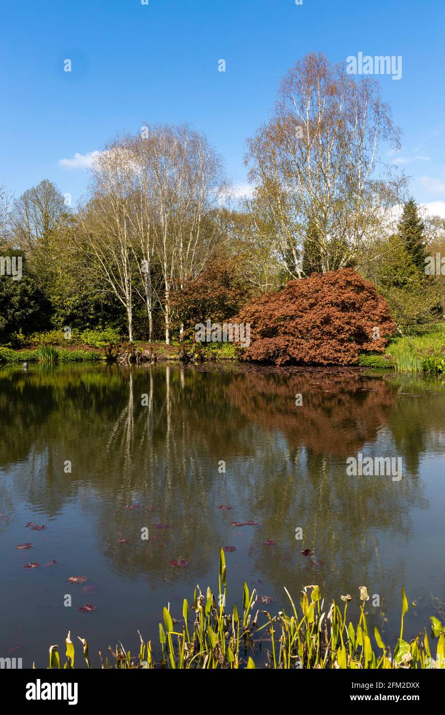 Jardines de la Real Sociedad Hortícola en Rosemoor en el norte de Devon Foto de stock