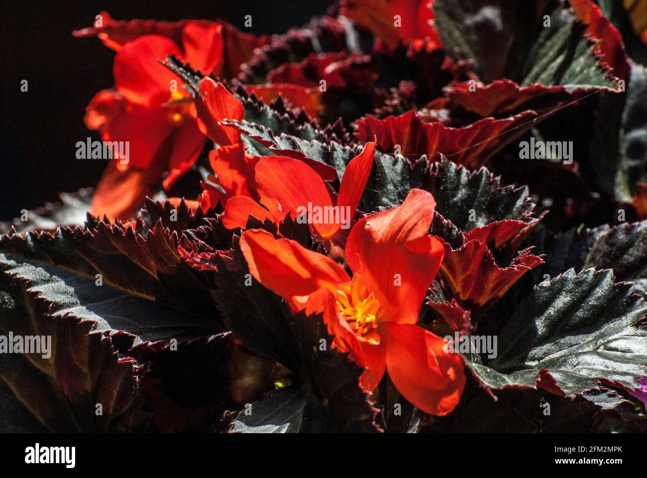 Begonia de cera; primer plano; botánica; jardín; floración; Flora; Plantas;  Detalle; Flores; Rojo; Verde; exterior; luz solar Fotografía de stock -  Alamy