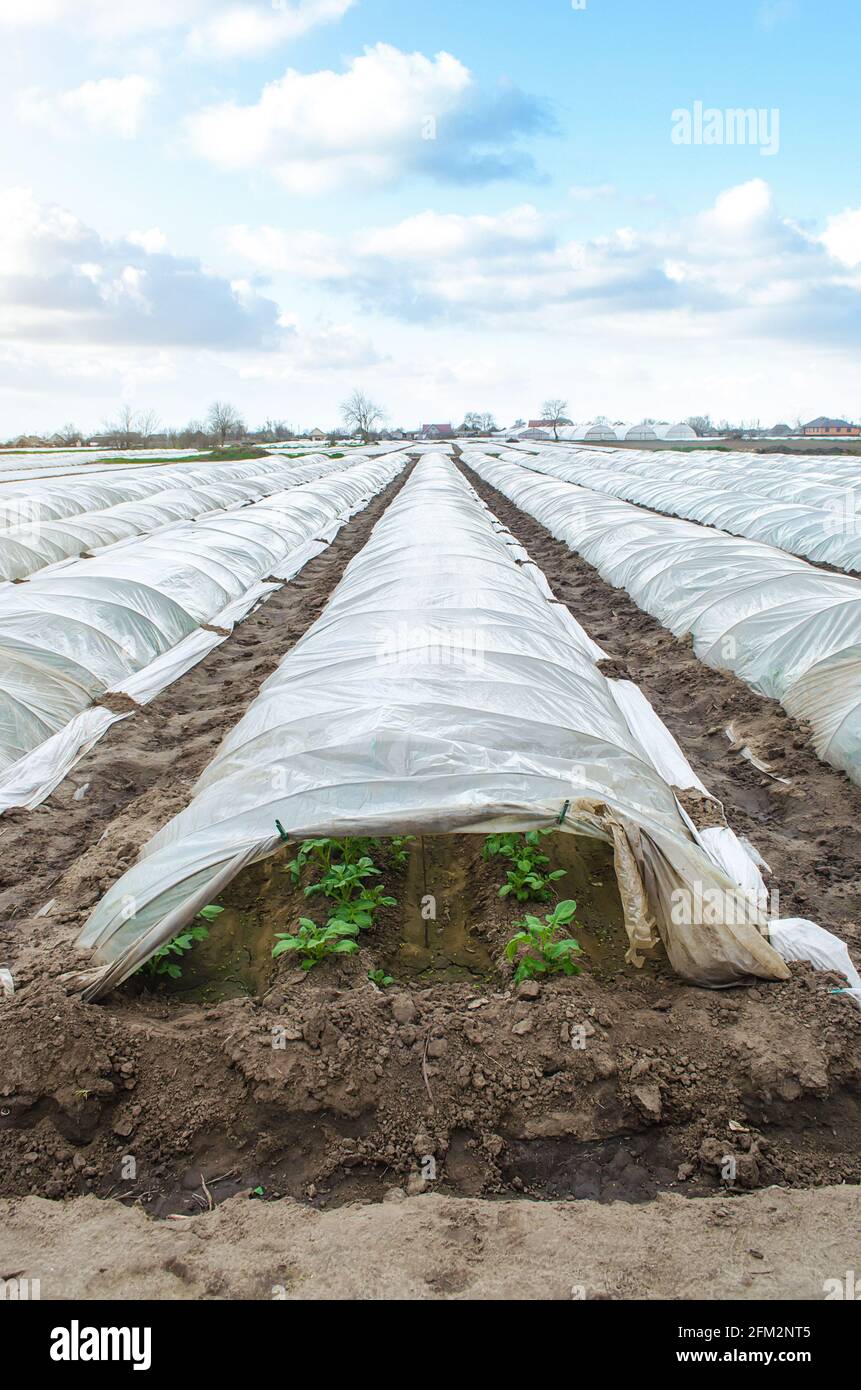 Túneles de invernadero hileras de una plantación de papa cubiertas con una película de plástico. Tecnologías agrícolas para reducir el riesgo de congelación y desgaste de los cultivos Foto de stock