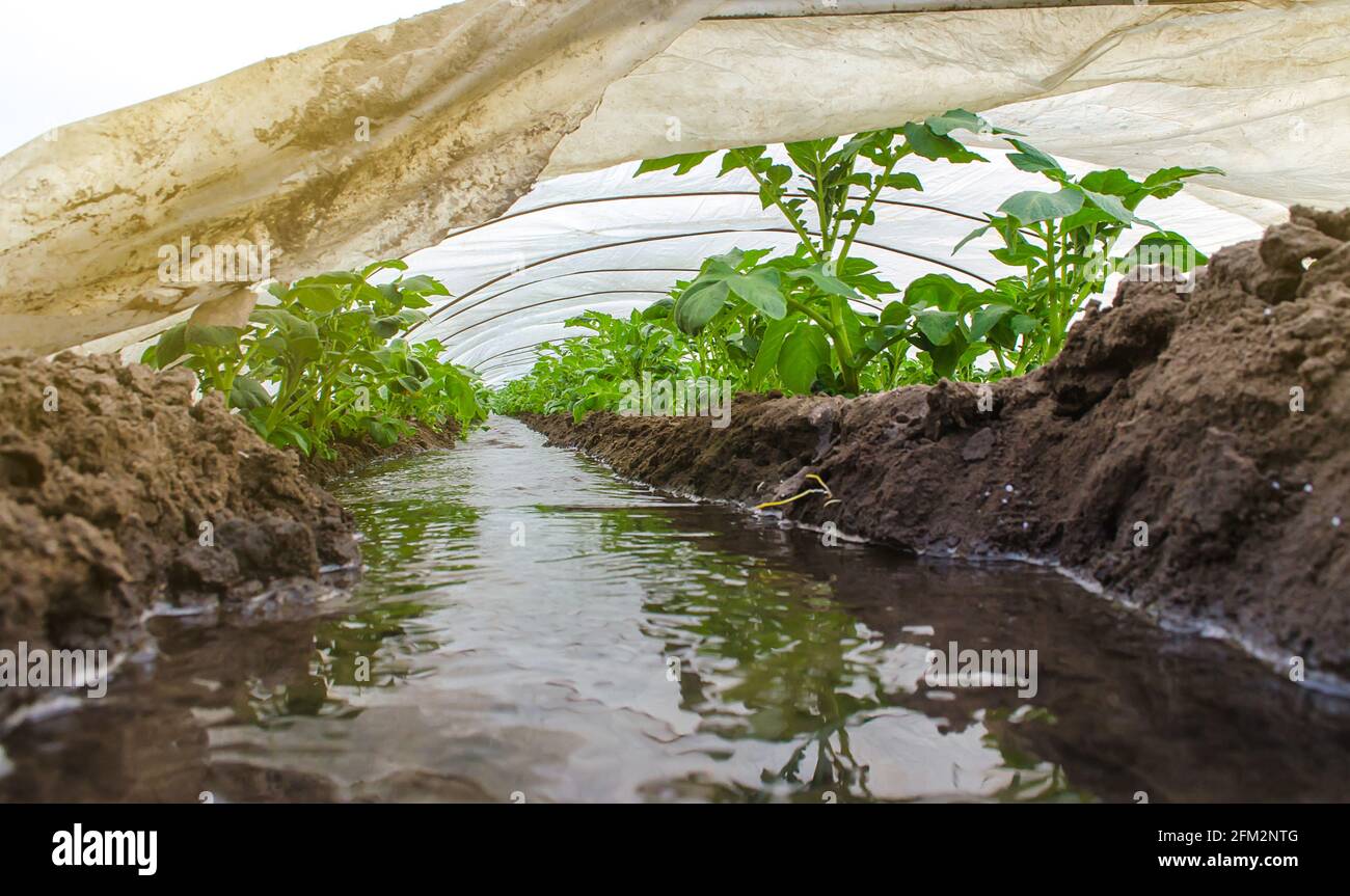 El agua fluye a través de los canales hacia un túnel de invernadero con una plantación de matorrales de papa. La industria agrícola. Cultivo de cultivos a principios de la primavera con cultivo de gree Foto de stock