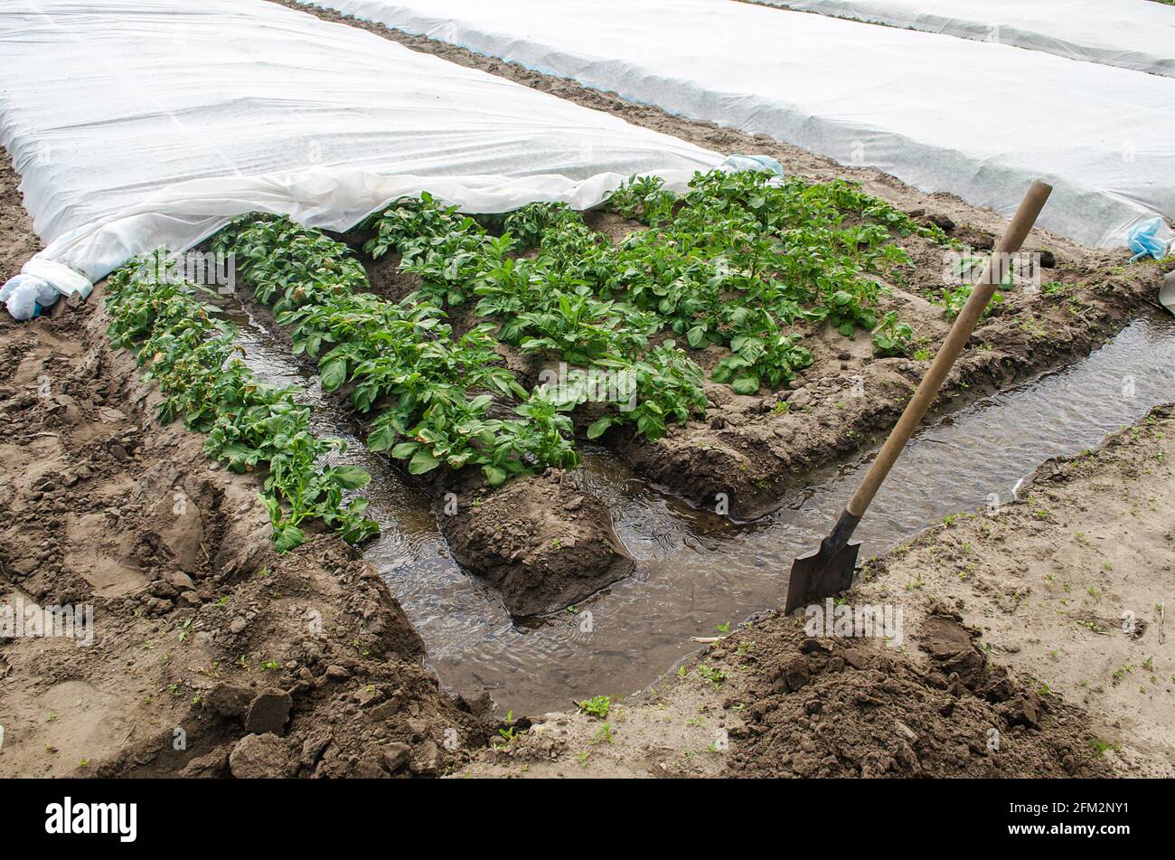 El agua fluye a través de los canales hacia un túnel de invernadero con una plantación de matorrales de papa. La industria agrícola. Sistema de riego agrícola. Cultivos Foto de stock