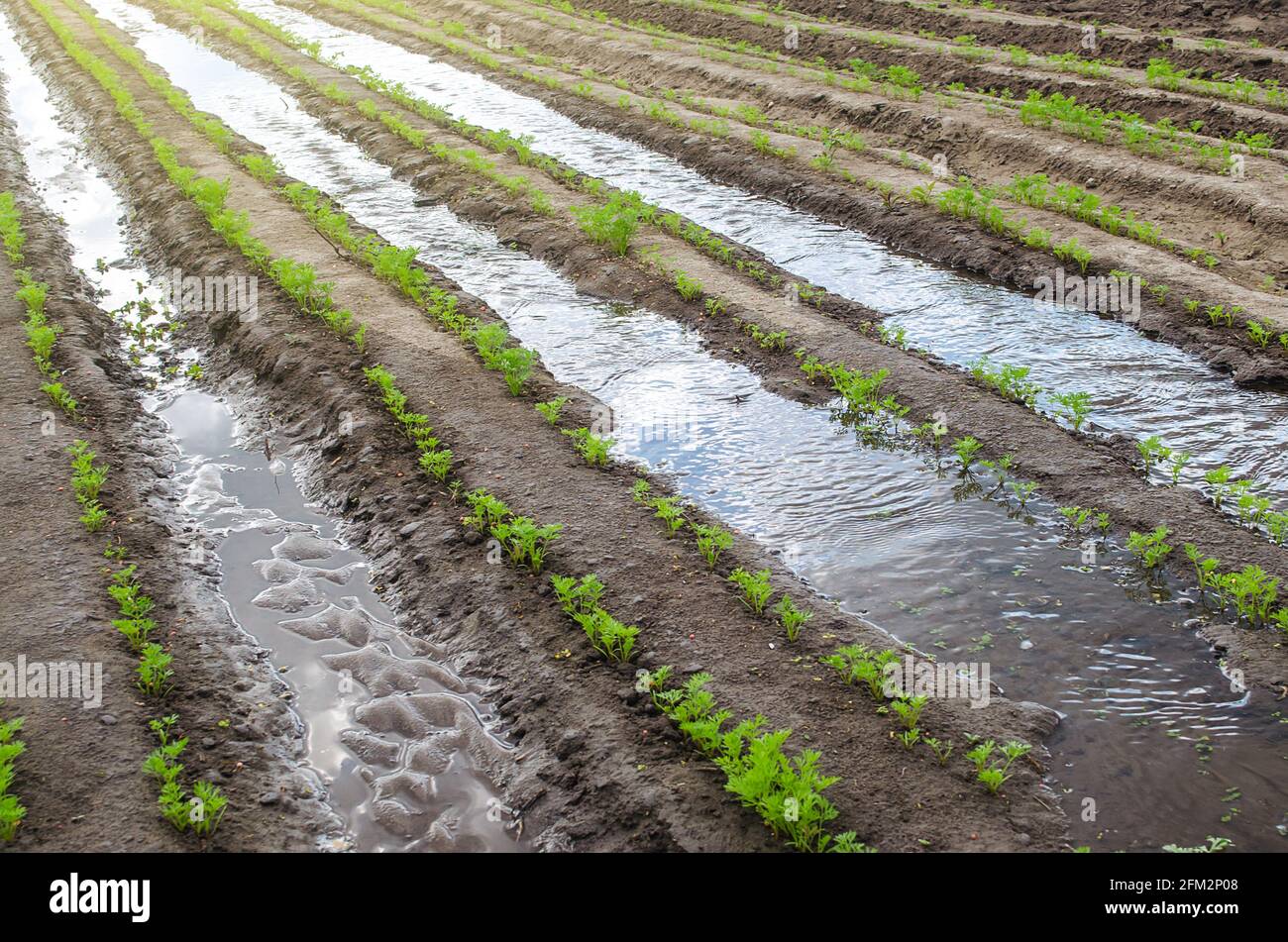 Riego de la plantación de zanahoria a principios de la primavera. Agronegocios, tierras agrícolas. Nueva temporada de siembra agrícola. Agroindustria. Subvenciones a los agricultores. Olericultura. AGR Foto de stock