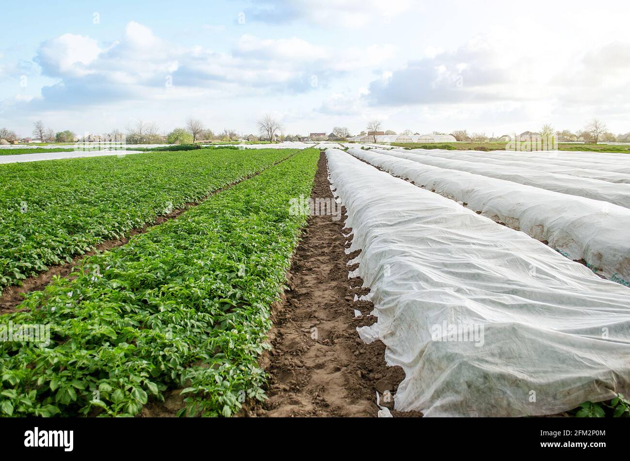 Plantación de papa bajo fibra agrícola y en campo abierto. Endurecimiento de plantas de matorrales de patata a finales de primavera. Crear un efecto invernadero para el coche Foto de stock