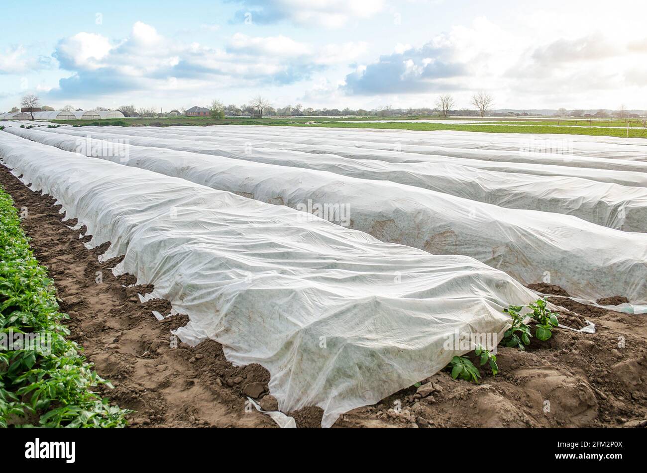 Plantación de papa cubierta por fibra blanca agrícola para protección contra bajas temperaturas nocturnas. Spunbond spunlaed tela agrícola no tejida. M Foto de stock