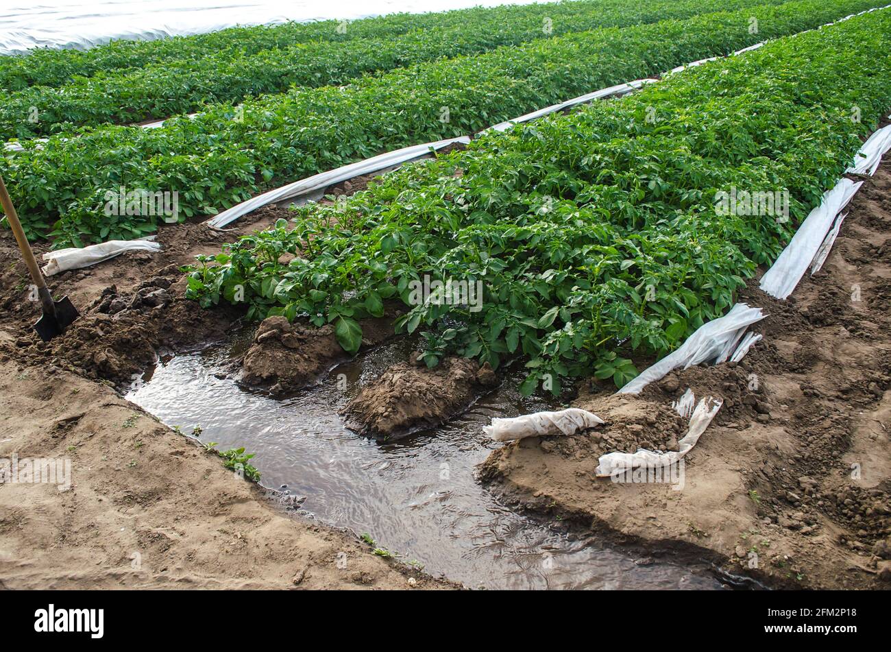 Riego de una plantación de papa. La industria agrícola. Cultivo de cultivos a principios de primavera utilizando invernaderos. Recursos hídricos en la agricultura. Olericultura. FA Foto de stock