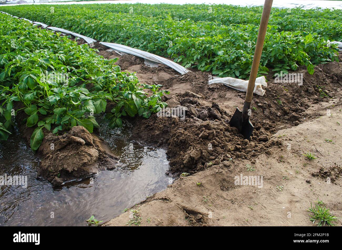 Una corriente de agua a través de un canal arrancado por una pala irriga una plantación de matorrales de patata. La industria agrícola. Cultivando cultivos a principios de primavera Foto de stock