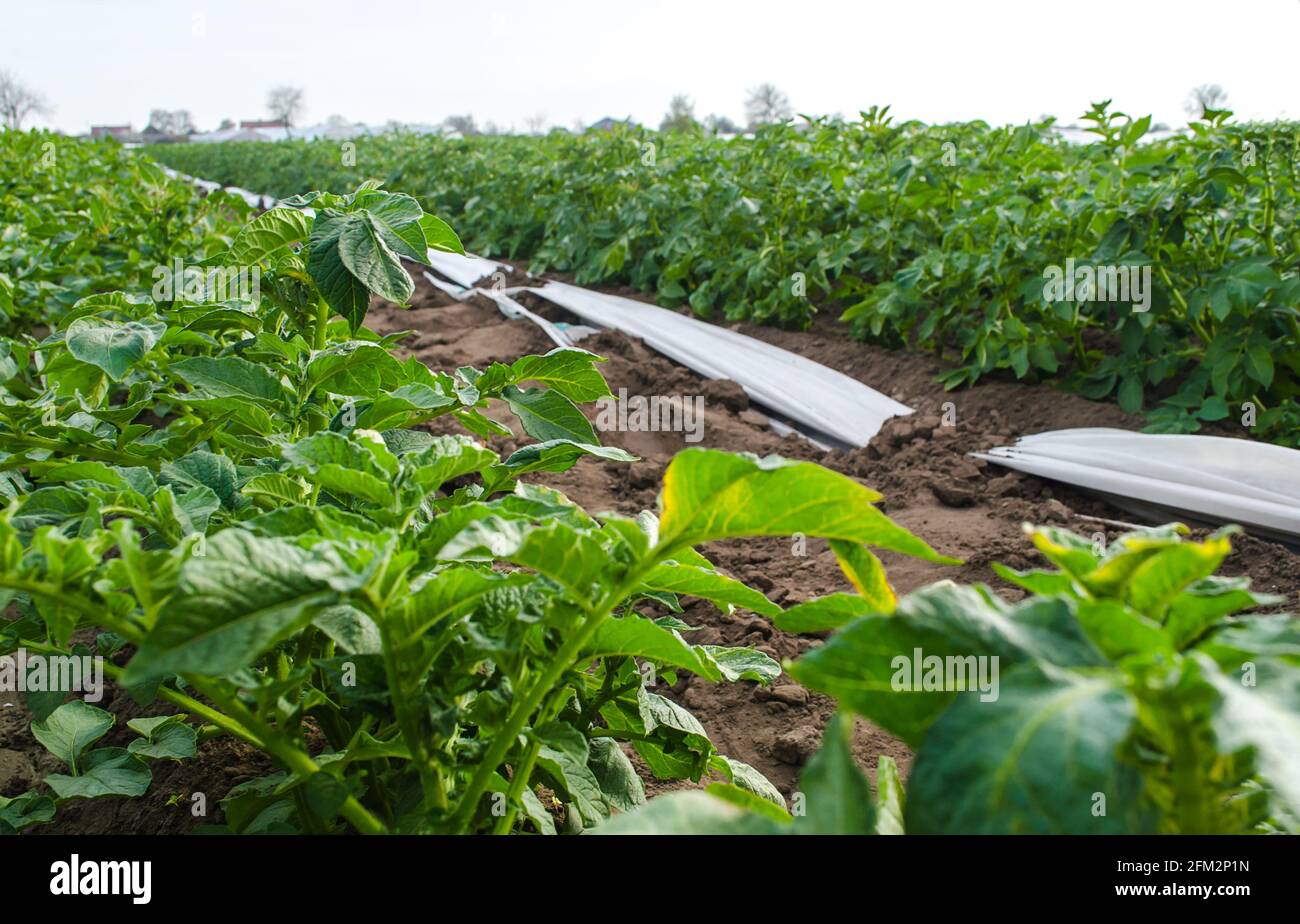 Variedad Riviera Cascadas de patata en campo de plantación. Cultivo de verduras de alimentos. Olericultura. Agricultura agrícola en terreno abierto. Agroindustria. Foto de stock