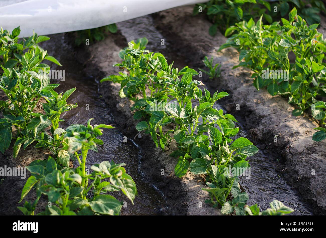 Corrientes de agua entre hileras de arbustos de papa cubiertos de fibra agrícola. Cultivo de cultivos a principios de primavera utilizando invernaderos. Agricultura irrigati Foto de stock