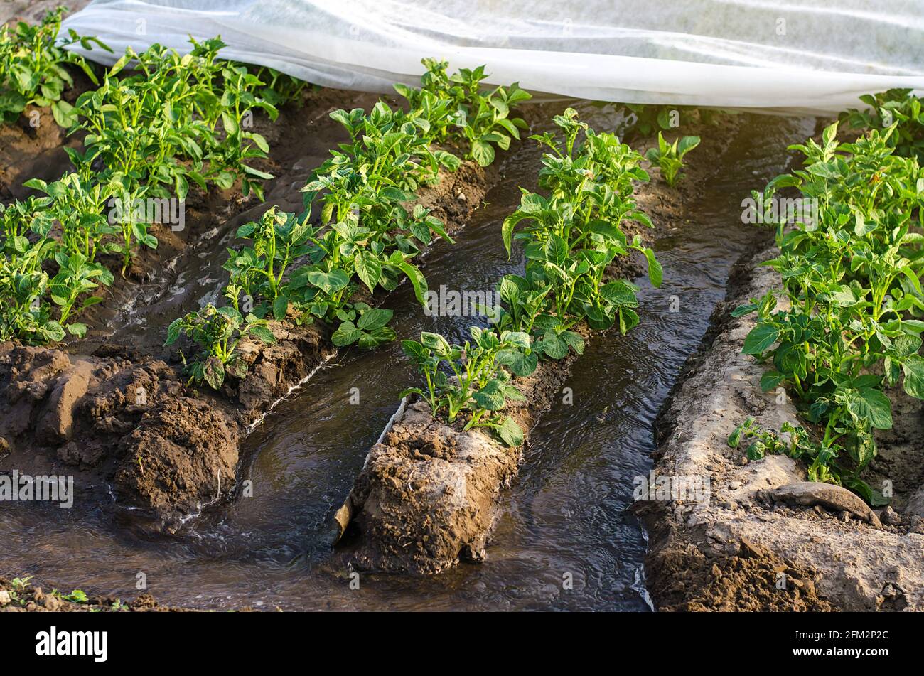 El agua fluye a través de los canales hacia un túnel de invernadero con una plantación de matorrales de papa. La industria agrícola. Sistema de riego agrícola. Cultivos Foto de stock