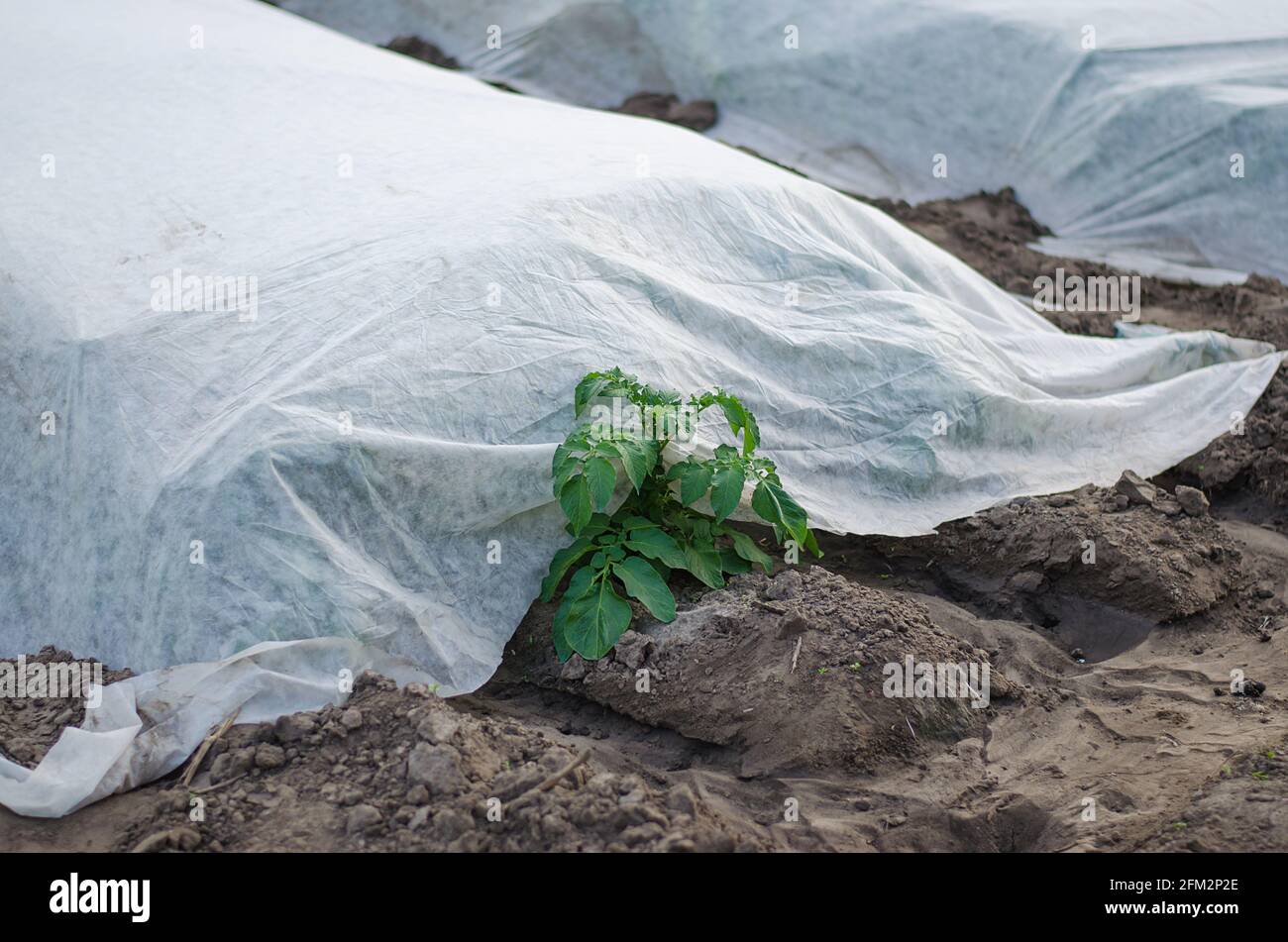Un arbusto de patata joven está saliendo de debajo de la tela sin tejer de la agrofibra del spunbond. Tecnologías modernas en la agricultura. Patatas anteriores, cuidado Foto de stock