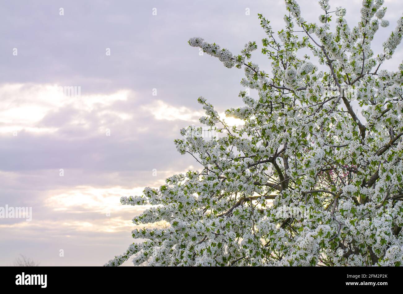 Cerezo en flor en el fondo del cielo de la puesta de sol de la noche. Brotes árboles florecientes. Concepto de primavera. Agricultura y agroindustria. Cultivo de cerr Foto de stock