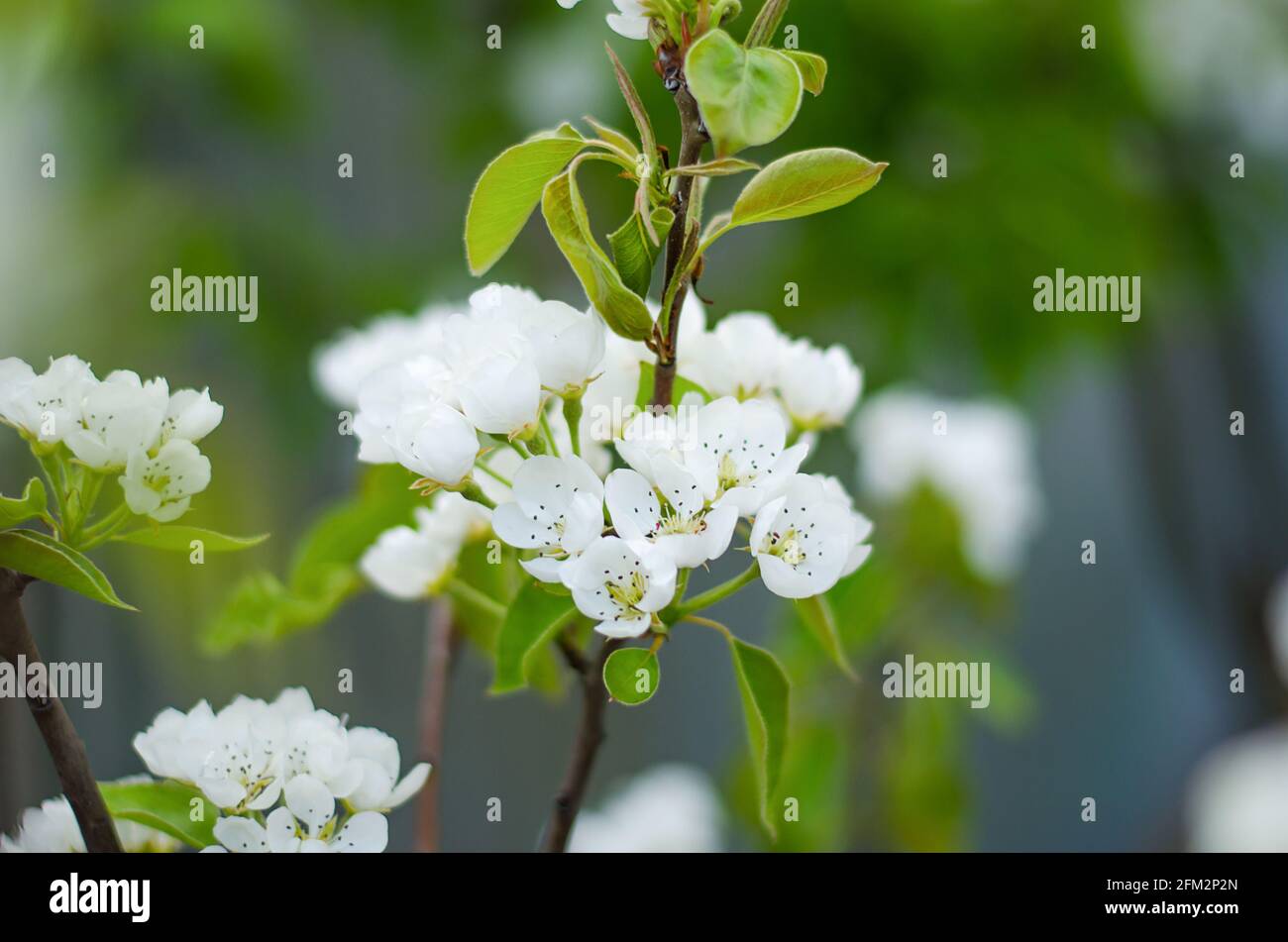 Flores de pera en flor. Jardín de primavera en flor. Primer plano. Flores. Preciosas vistas. Agricultura y agroindustria. Foto de stock