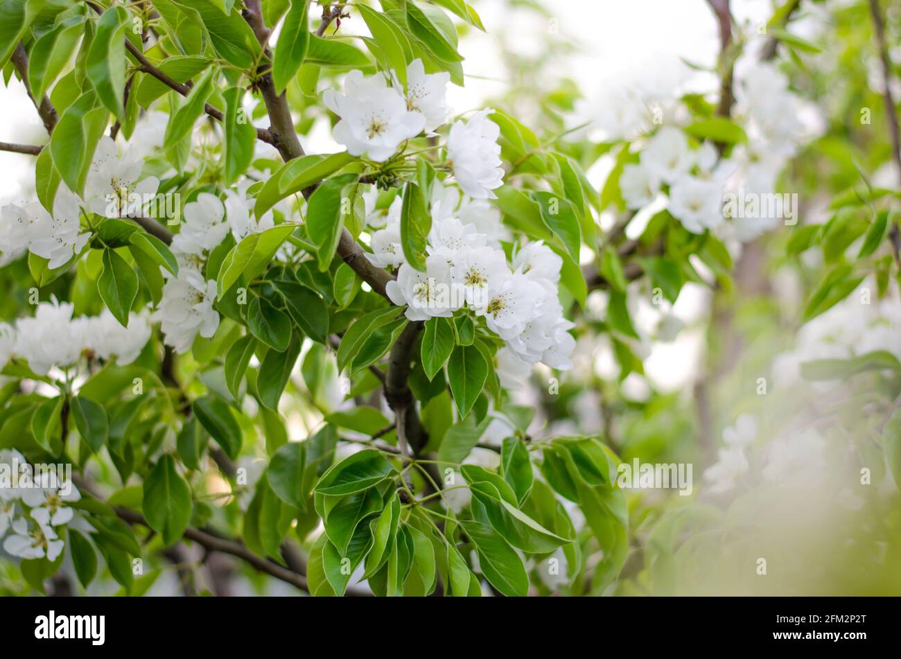 Flores de pera en flor. Jardín de primavera en flor. Flores. Preciosas vistas. Agricultura y agroindustria. Foto de stock