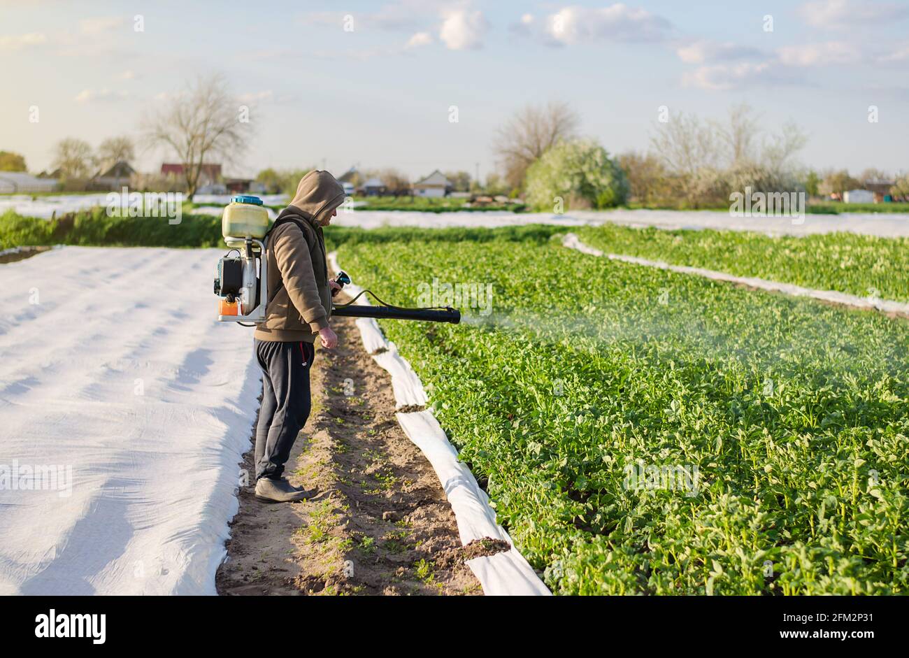 El granjero masculino con un pulverizador procesa los arbustos de la patata con los productos químicos. Protección de plantas cultivadas contra insectos e infecciones fúngicas. Aumentado Foto de stock