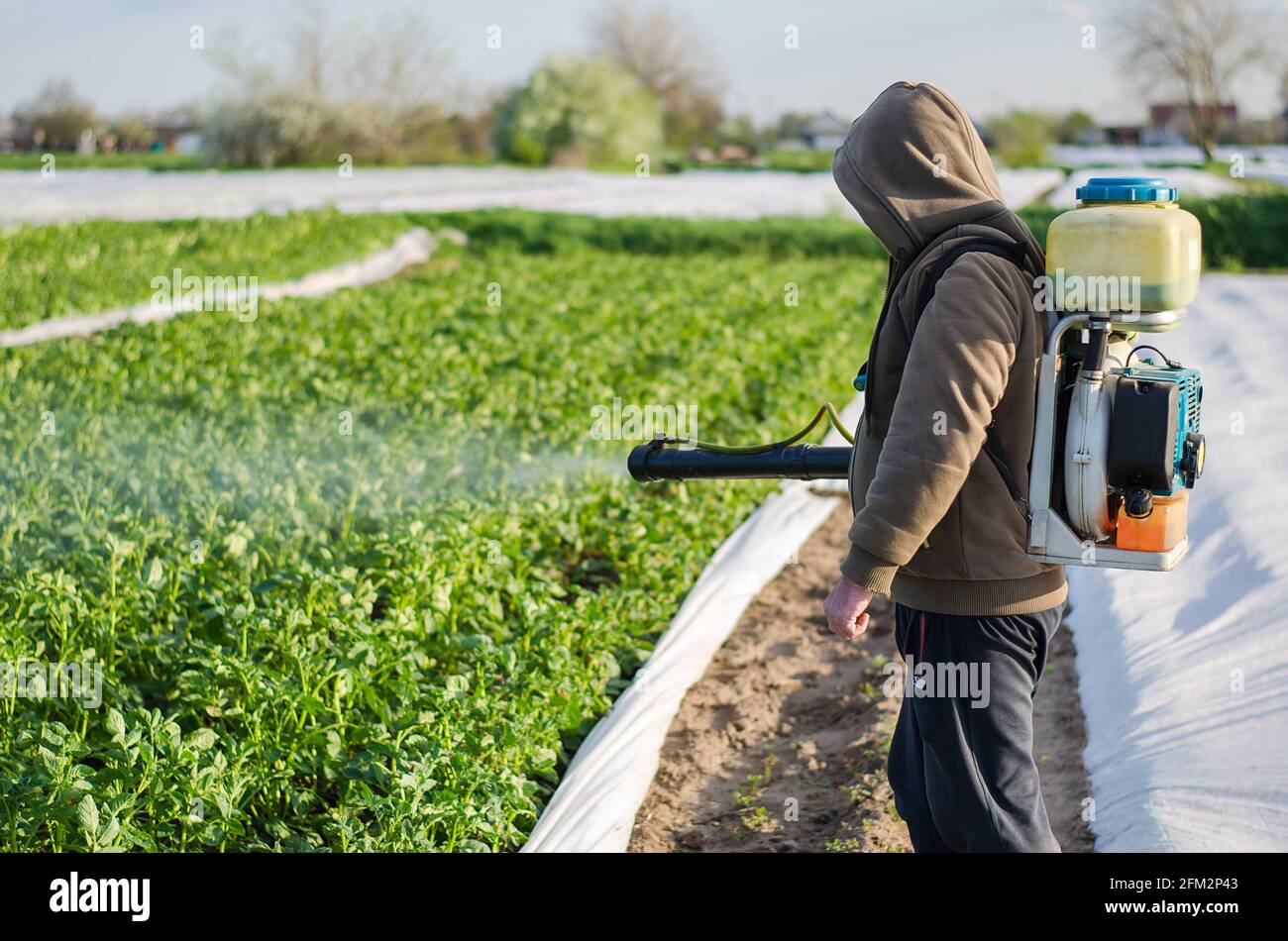 Un agricultor rocía productos químicos en un campo de plantación de papa. Protección de plantas cultivadas contra insectos e infecciones fúngicas. Aumento de la cosecha. Control Foto de stock