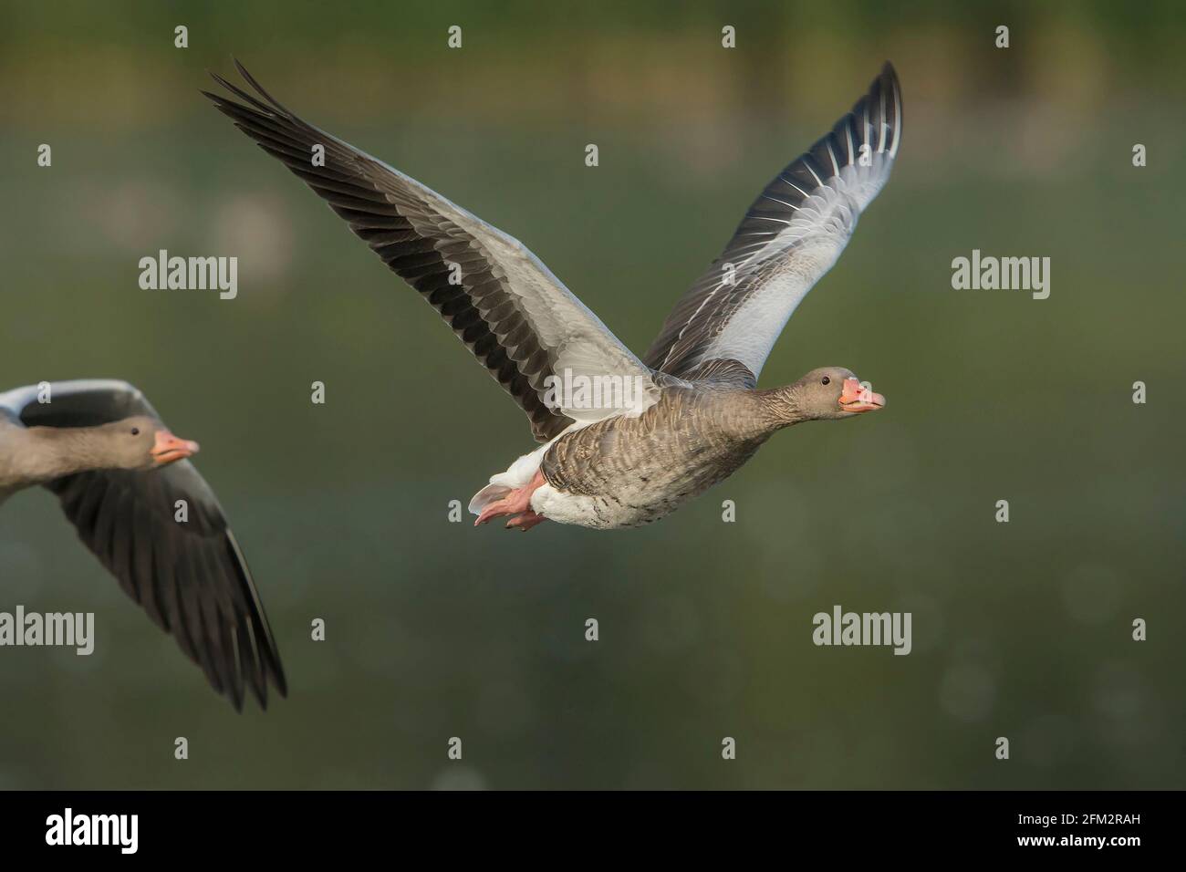 Ganso Graylag (Anser anser) adulto en vuelo sobre un lago con otro seguido en segundo plano Foto de stock