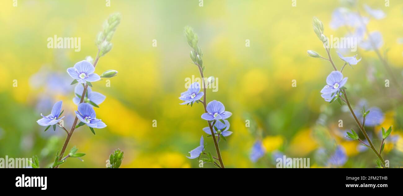 Pequeñas flores silvestres azules. Jardín de primavera con hermosas flores  azules, no me olvide Fotografía de stock - Alamy