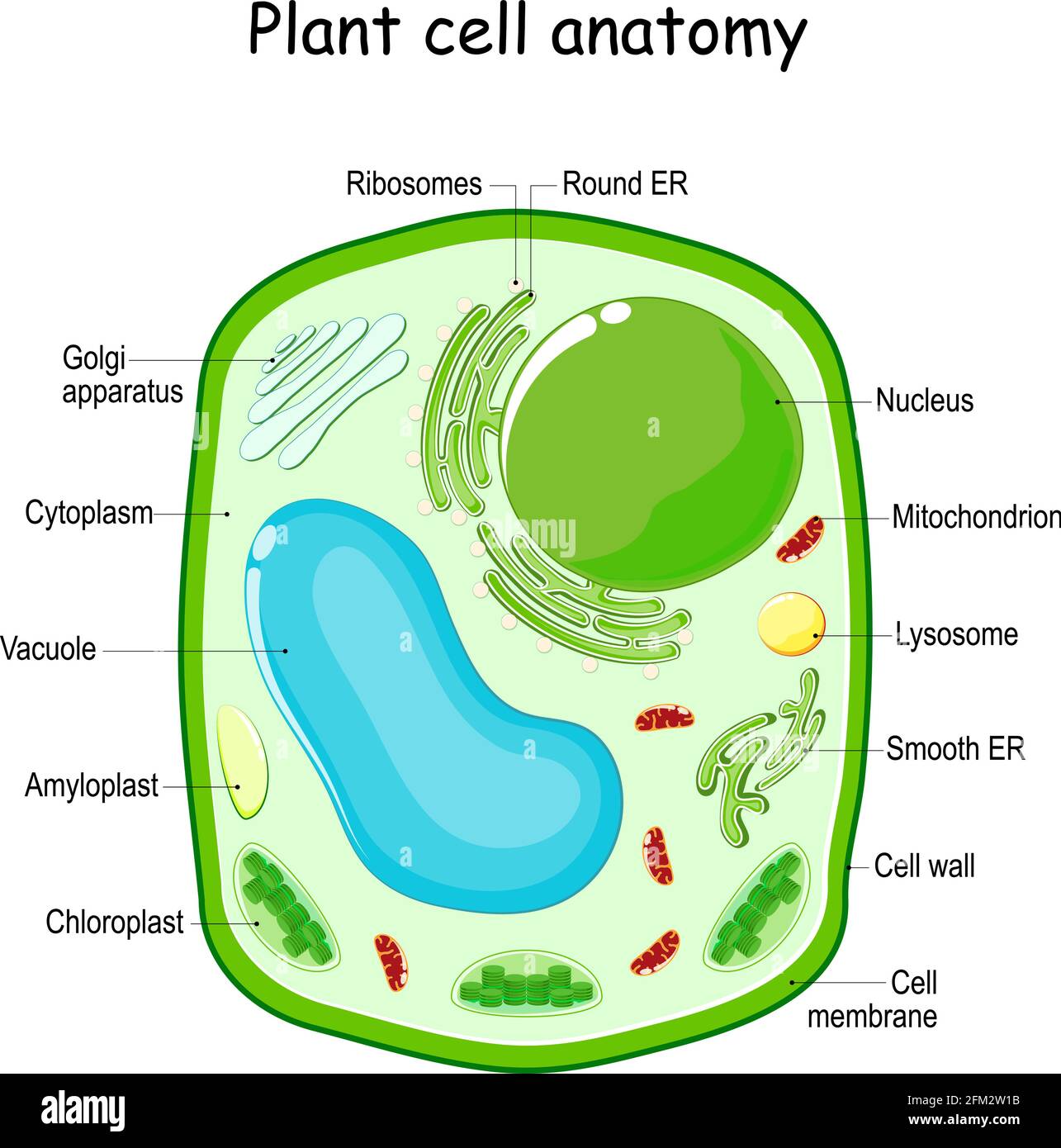 Estructura celular de la planta. Diagrama vectorial. Anatomía de una célula biológica con partes etiquetadas. Sección transversal de una célula vegetal. Ilustración para la educación Ilustración del Vector