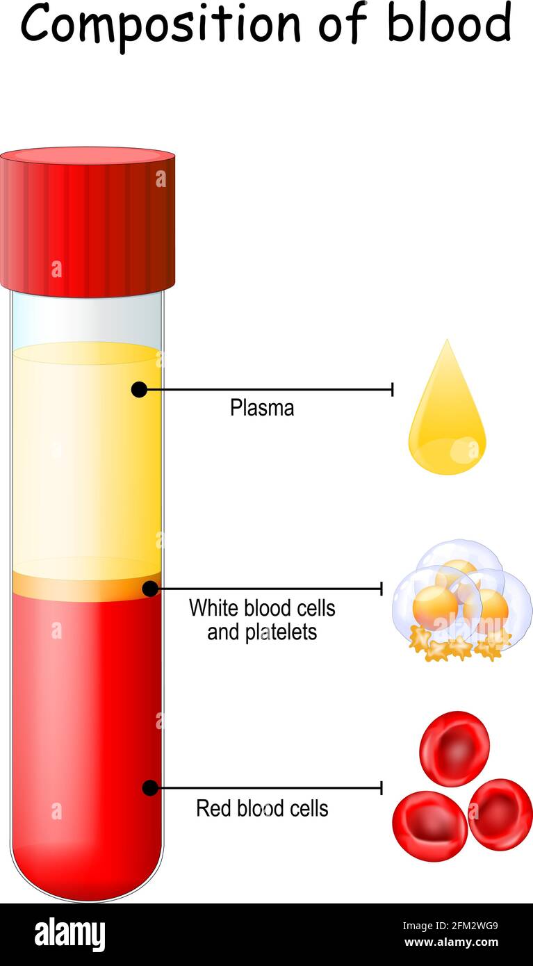 Composición de la sangre. Tubo de ensayo, instrumental de vidrio o matraz.  Primer plano de la gota de plasma, plaquetas, sangre roja y glóbulos  blancos. Diagrama vectorial. Educativo Imagen Vector de stock -