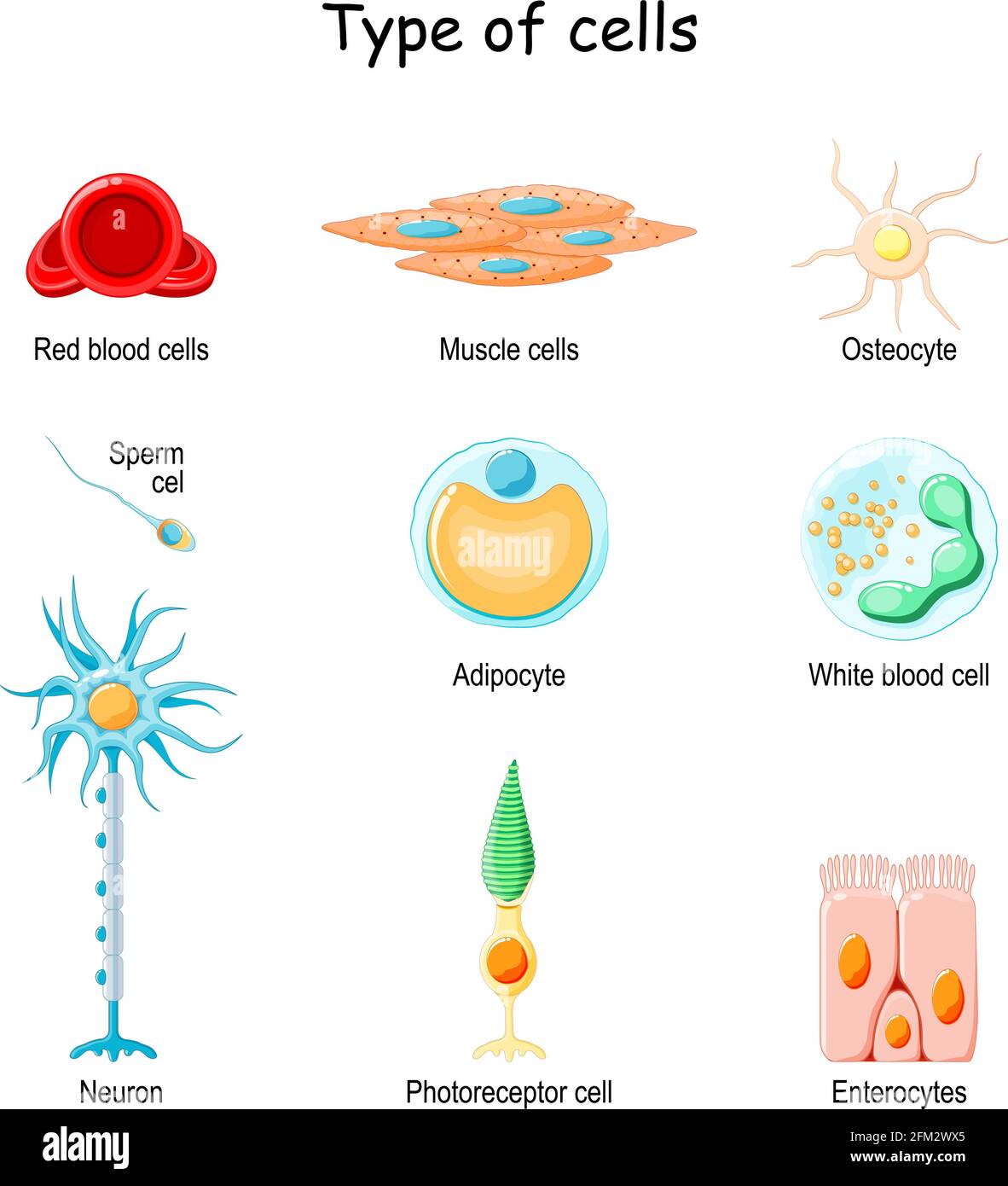 Conjunto de células humanas: Hueso (osteocito), músculo (miocito), nervio (neurona y fotorreceptor), hemocito epitelial (enterocitos) (glóbulos rojos y blancos) Ilustración del Vector