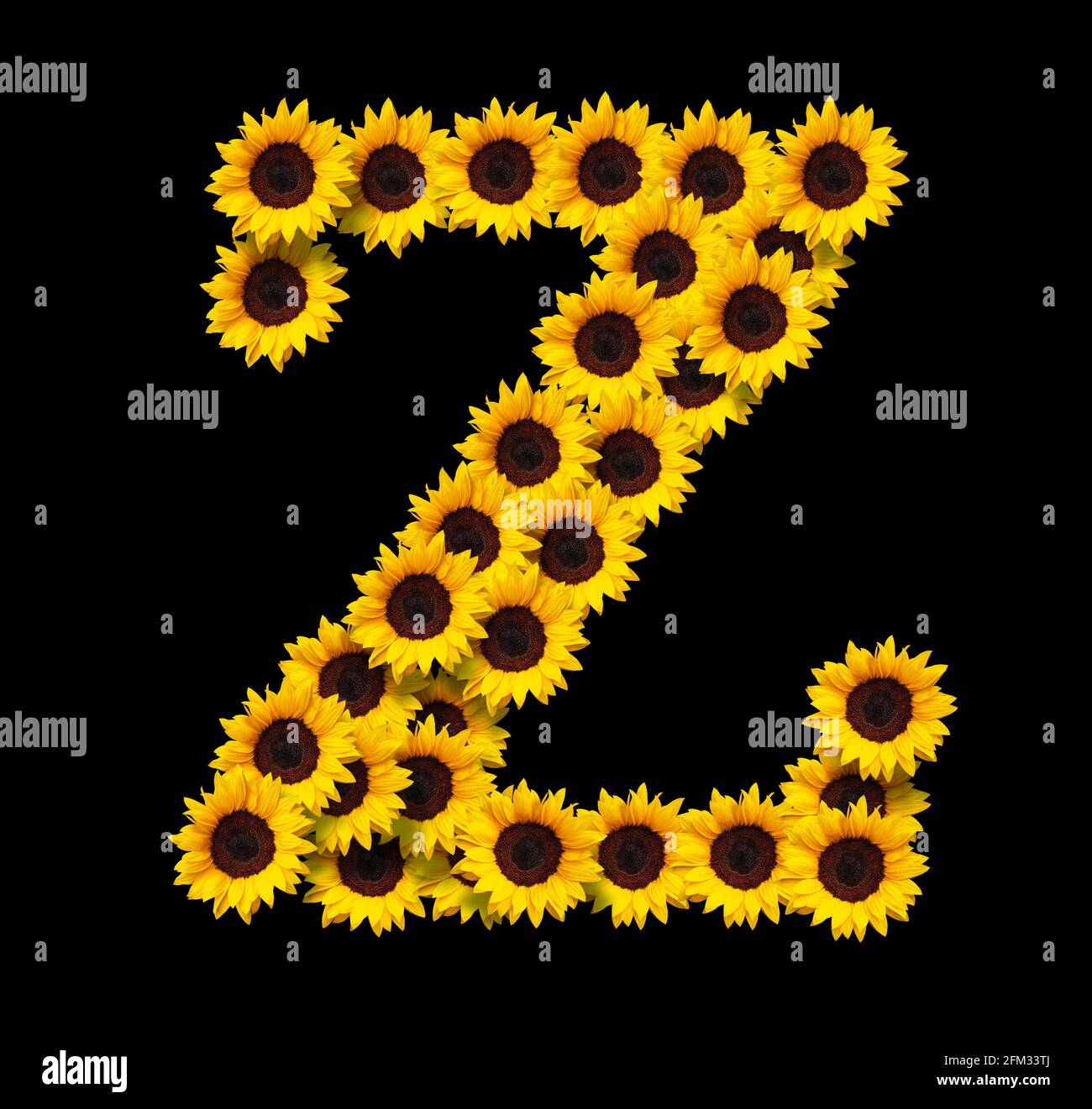 Letra Mayuscula Z Hecha De Girasoles Amarillos Aislados Sobre Fondo Negro Elemento De Diseno Para Disenos De Conceptos De Amor Ideal Para El Dia De La Madre Y S Fotografia De Stock