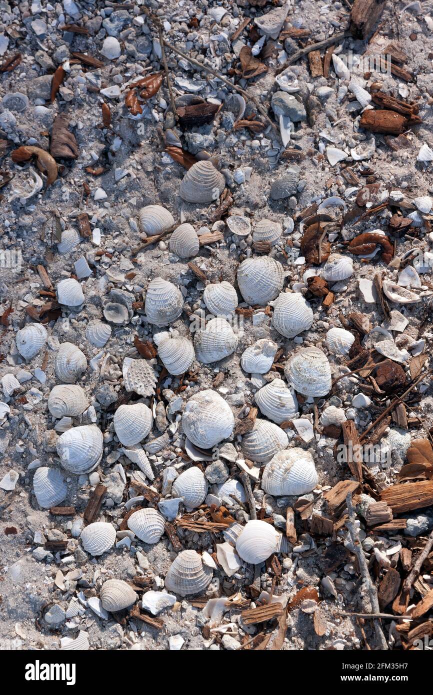 Cierre del suelo de Florida/ grava/ arena/ pajote con conchas en evidencia. Foto de stock
