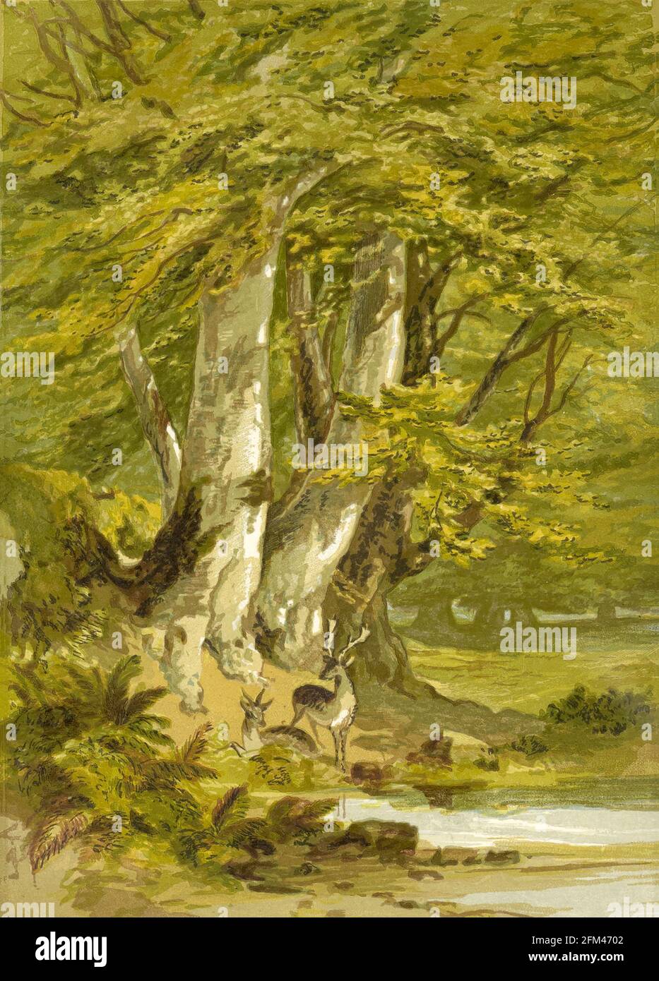 Los árboles de haya del libro La teoría y la práctica de la pintura del paisaje en agua-colores ilustrados por una serie de veintiséis dibujos y diagramas en colores y numerosos cortes de madera por Barnard, George, 1807-1890 Publicado en 1885 por George Routledge e Hijos Londres Foto de stock