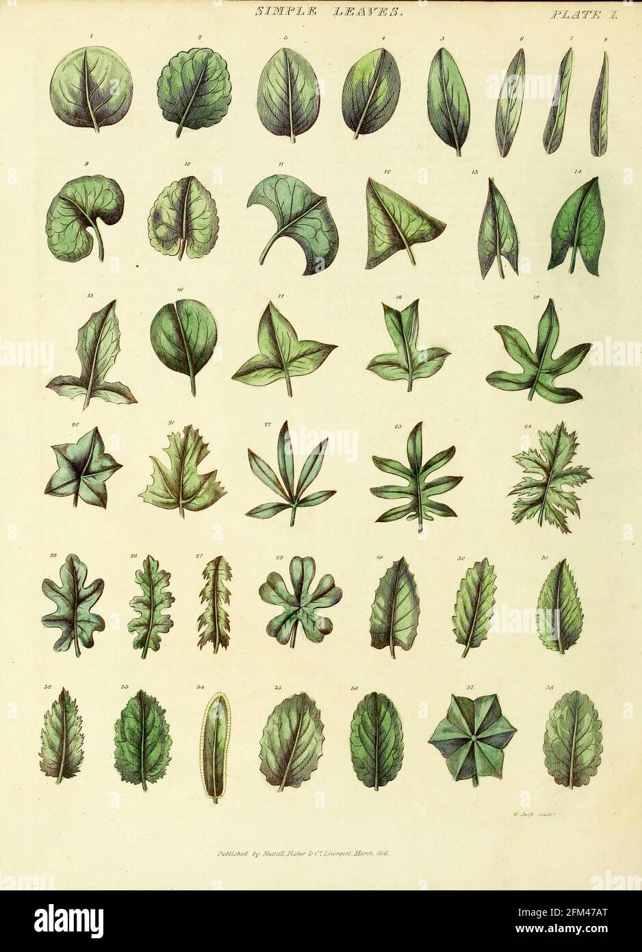 Hojas simples del Vol 1 del libro La herbaria universal : o diccionario botánico, médico y agrícola : conteniendo una cuenta de todas las plantas conocidas en el mundo, dispuestas según el sistema linneano. Especificando los usos a los que son o pueden ser aplicados por Thomas Green, Publicado en 1816 por Nuttall, Fisher & Co. En Liverpool e Impreso en la Caxton Press por H. Fisher Foto de stock