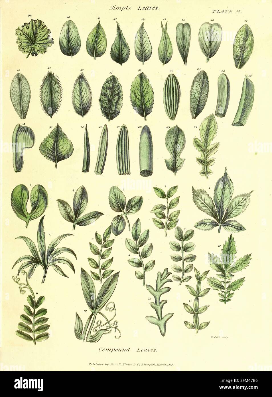 Hojas simples y compactadas del Vol 1 del libro La herbaria universal : o diccionario botánico, médico y agrícola : conteniendo una cuenta de todas las plantas conocidas en el mundo, dispuestas según el sistema linneano. Especificando los usos a los que son o pueden ser aplicados por Thomas Green, Publicado en 1816 por Nuttall, Fisher & Co. En Liverpool e Impreso en la Caxton Press por H. Fisher Foto de stock