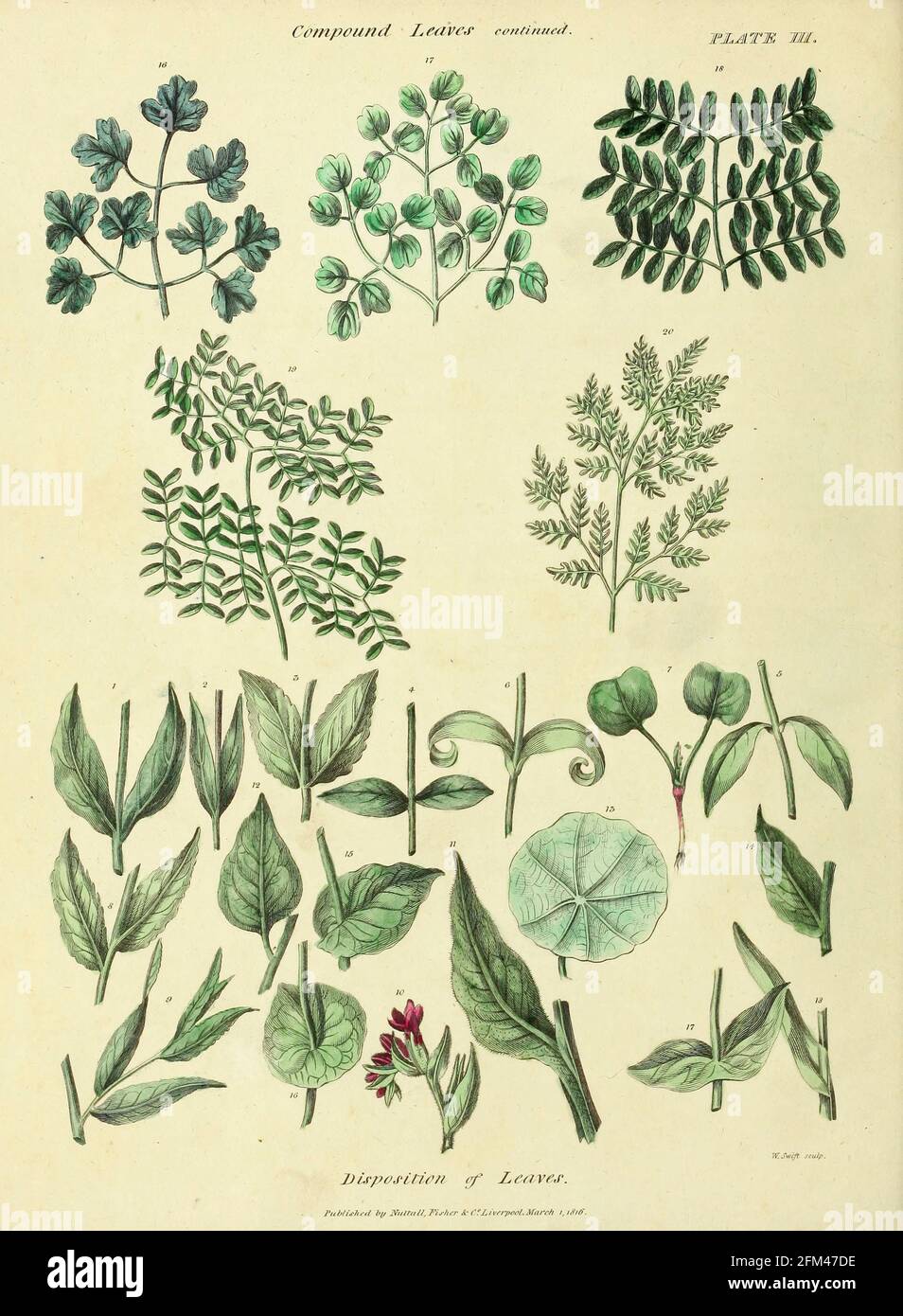 Disposición de las hojas del Vol 1 del libro La herbaria universal : o diccionario botánico, médico y agrícola : conteniendo una cuenta de todas las plantas conocidas en el mundo, arreglado según el sistema linneano. Especificando los usos a los que son o pueden ser aplicados por Thomas Green, Publicado en 1816 por Nuttall, Fisher & Co. En Liverpool e Impreso en la Caxton Press por H. Fisher Foto de stock