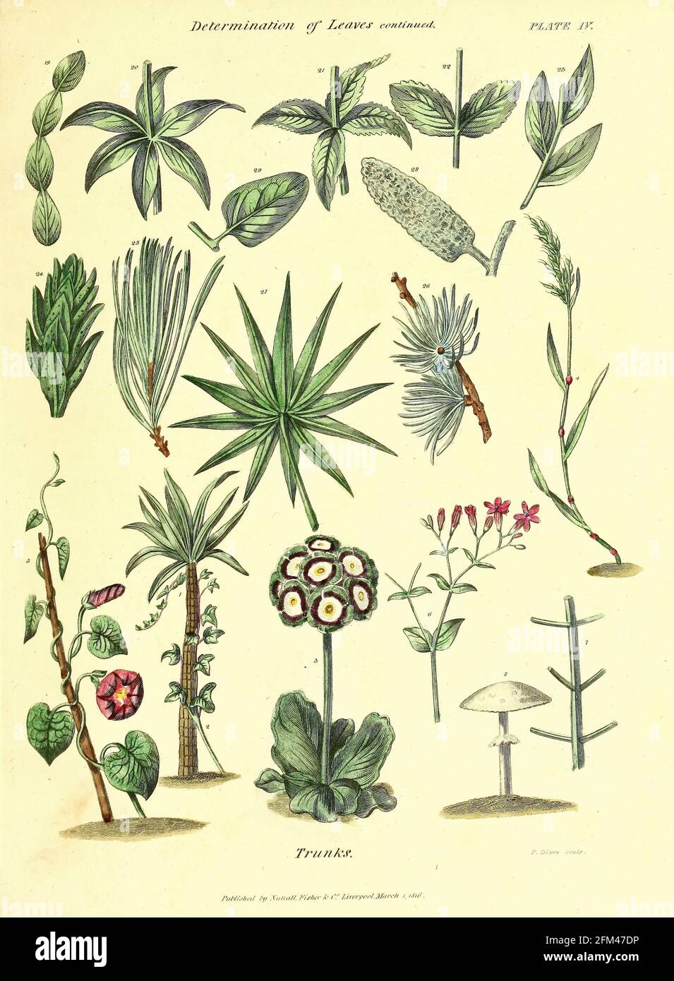 Hojas y troncos del Vol 1 del libro La herbaria universal : o diccionario botánico, médico y agrícola : conteniendo una cuenta de todas las plantas conocidas en el mundo, arreglado según el sistema linneano. Especificando los usos a los que son o pueden ser aplicados por Thomas Green, Publicado en 1816 por Nuttall, Fisher & Co. En Liverpool e Impreso en la Caxton Press por H. Fisher Foto de stock