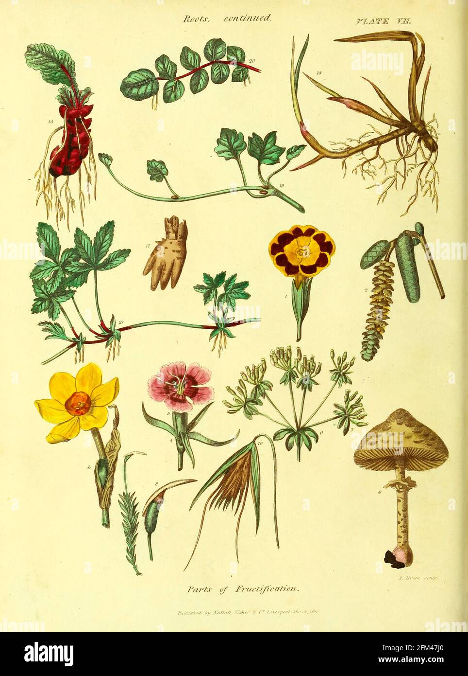 Del Vol 1 del libro La herbaria universal : o diccionario botánico, médico y agrícola : conteniendo una cuenta de todas las plantas conocidas en el mundo, dispuestas según el sistema linneano. Especificando los usos a los que son o pueden ser aplicados por Thomas Green, Publicado en 1816 por Nuttall, Fisher & Co. En Liverpool e Impreso en la Caxton Press por H. Fisher Foto de stock