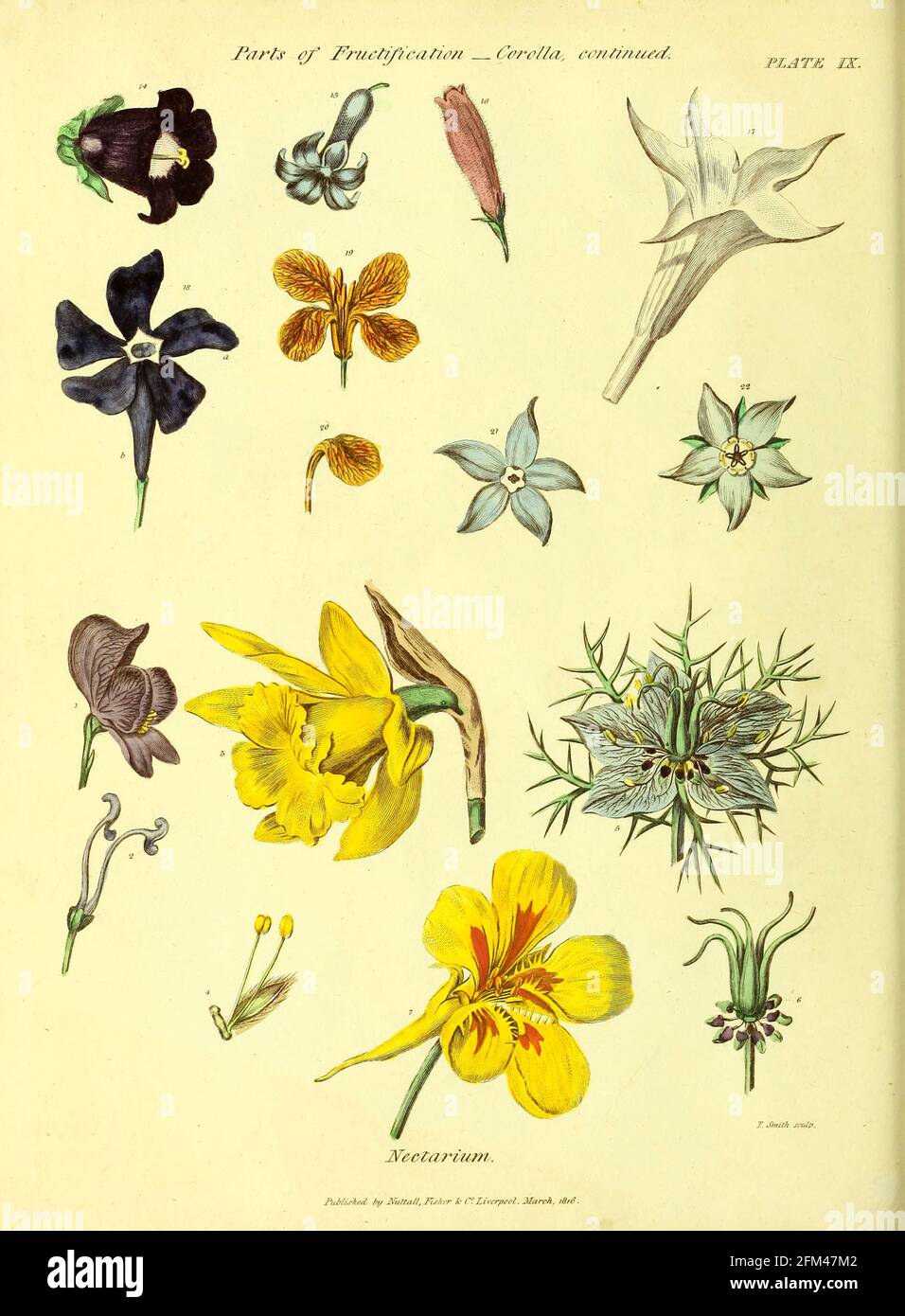 Partes de la fructificación Corolla (Nectarium) del Vol 1 del libro La herbaria universal : o diccionario botánico, médico y agrícola : conteniendo una cuenta de todas las plantas conocidas en el mundo, dispuestas según el sistema linneano. Especificando los usos a los que son o pueden ser aplicados por Thomas Green, Publicado en 1816 por Nuttall, Fisher & Co. En Liverpool e Impreso en la Caxton Press por H. Fisher Foto de stock