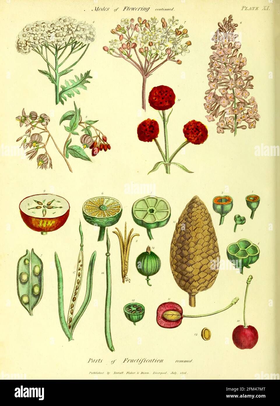 Modos de floración a partir del Vol 1 del libro La herbaria universal : o diccionario botánico, médico y agrícola : conteniendo una cuenta de todas las plantas conocidas en el mundo, arreglado según el sistema linneano. Especificando los usos a los que son o pueden ser aplicados por Thomas Green, Publicado en 1816 por Nuttall, Fisher & Co. En Liverpool e Impreso en la Caxton Press por H. Fisher Foto de stock